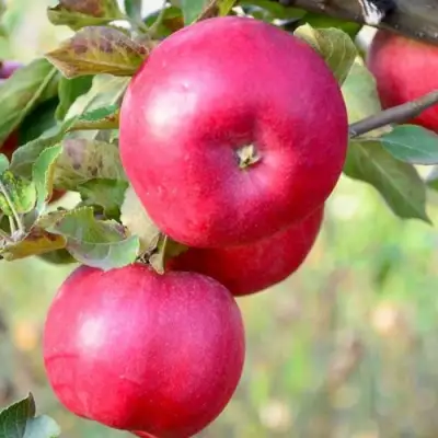Яблоня АЙДАРЕД в Сморгони