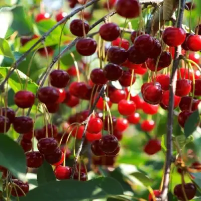 Вишня БРУСНИЦЫНА степная в Сморгони