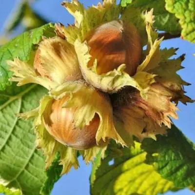 Фундук ТОНДА РОМАНА в Сморгони