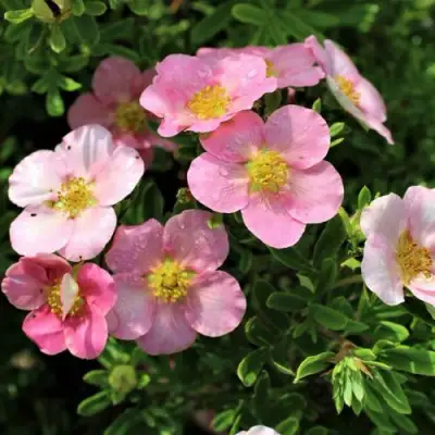 Лапчатка ЛАВЛИ ПИНК кустарниковая в Сморгони