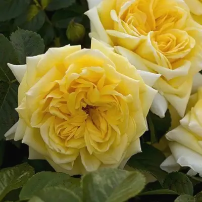 Роза НАДЯ МЕЙДИЛАНД почвопокровная в Сморгони