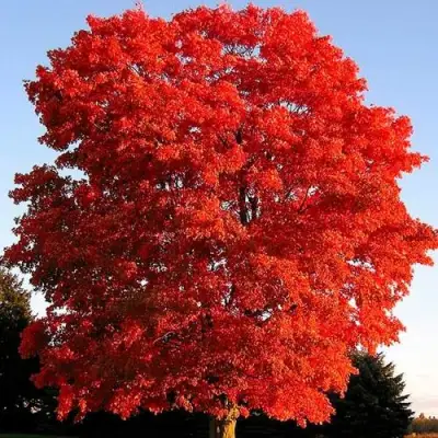 Дуб красный в Сморгони