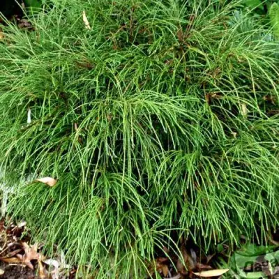 Туя ВИПКОРД складчатая в Сморгони