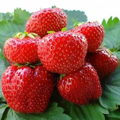 Клубника ВИМА ЗАНТА в Сморгони