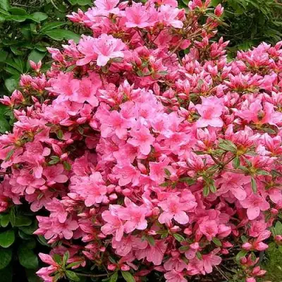 Азалия РОКОКО японская в Сморгони