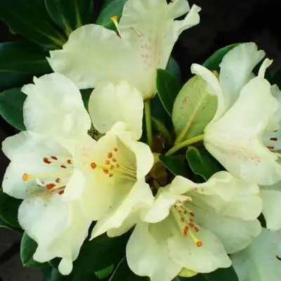 Рододендрон ГОЛДКРОН в Сморгони