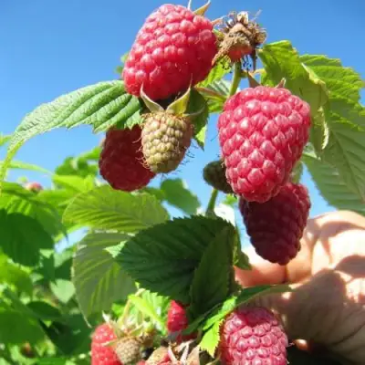 Малина ЕВРАЗИЯ в Сморгони