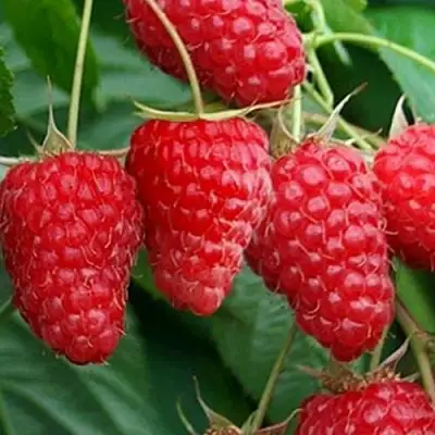 Малина КАСКАД ДЕЛАЙТ в Сморгони