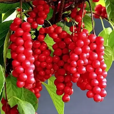 Лимонник САДОВЫЙ 1 китайский  в Сморгони