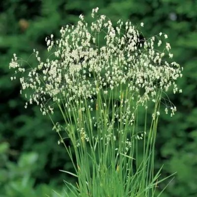 Трясунка средняя в Сморгони