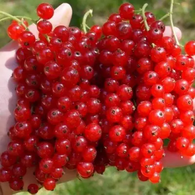 Смородина красная РЕД ПУЛ в Сморгони