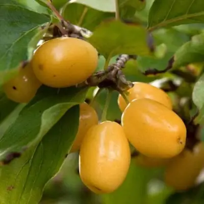 Кизил ЯНТАРНЫЙ в Сморгони