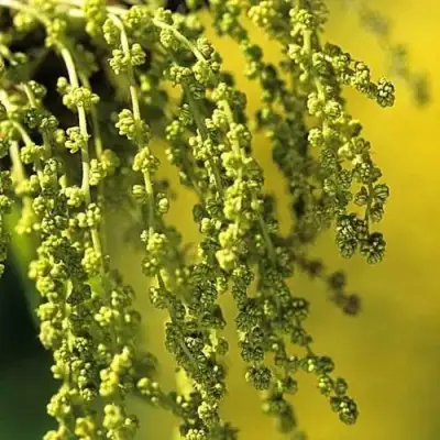 Дуб скальный в Сморгони