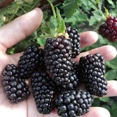 Ежевика ЛОХ НЕСС бесшипная  в Сморгони