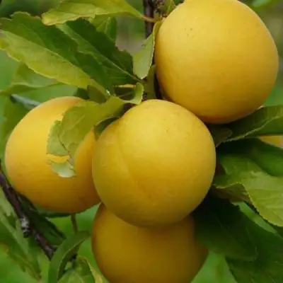 Слива СОЛНЫШКО в Сморгони