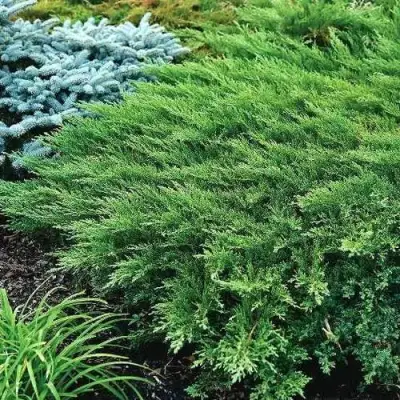 Можжевельник РОКЕРИ ДЖЕМ казацкий  в Сморгони