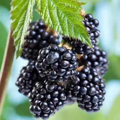 Ежевика БЛЭК САТИН бесшипная  в Сморгони