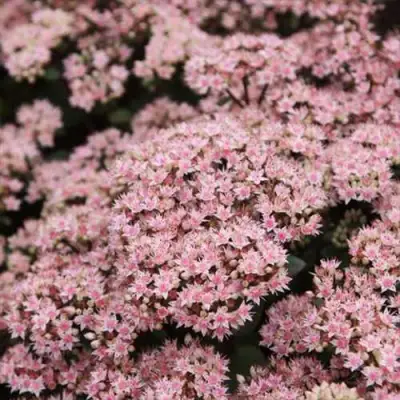 Очиток (седум) МАТРОНА в Сморгони