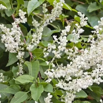 Фаллопия АУБЕРТА в Сморгони