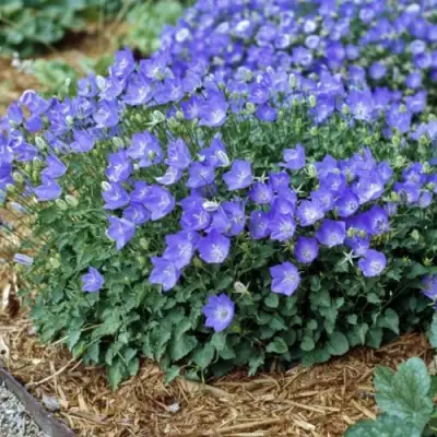 Колокольчик САНТА карпатский в Сморгони