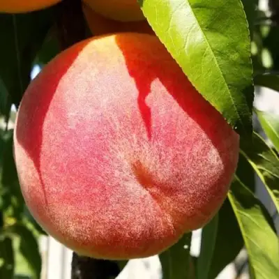 Персик ВАЙН ГОЛД Т3 в Сморгони