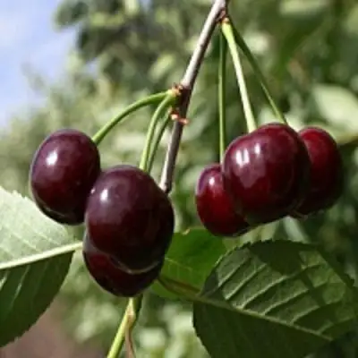 Вишня ВЛАДИМИРСКАЯ в Сморгони