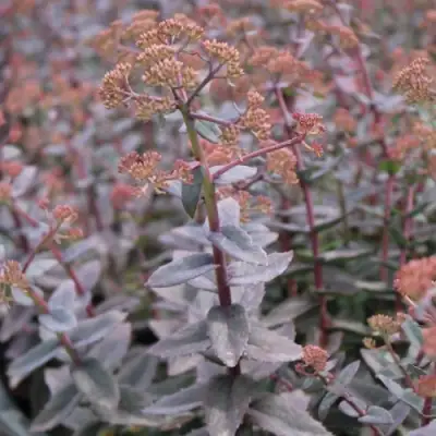 Очиток (седум) РЭЙН КСЕНОКС видный в Сморгони