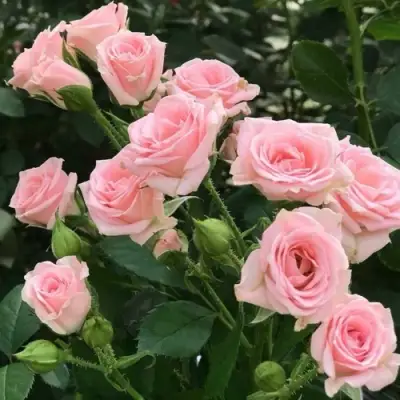 Роза КЛАССИК ЛИДИЯ спрей в Сморгони