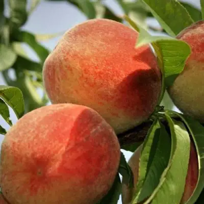 Персик ВУЛКАН в Сморгони