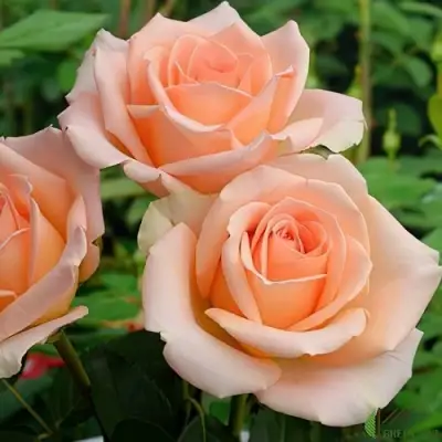 Роза ВЕРСИЛИЯ чайно-гибридная в Сморгони