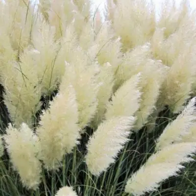 Кортадерия белая (пампасная трава) в Сморгони