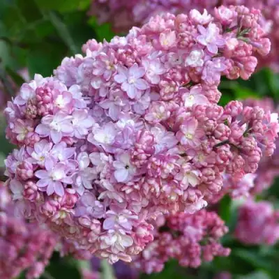 Сирень ПАМЯТЬ О ВЕХОВЕ в Сморгони