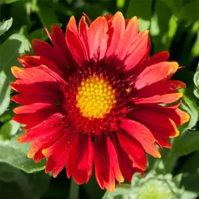 Гайлардия АРИЗОНА РЕД ШЕЙДС в Сморгони