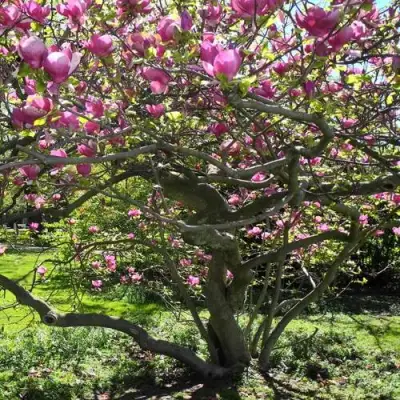 Магнолия СУЛАНЖА в Сморгони