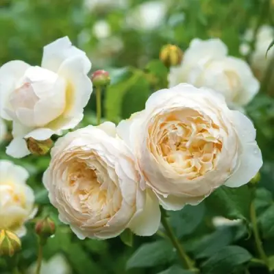 Роза КЛЭР ОСТИН английская в Сморгони