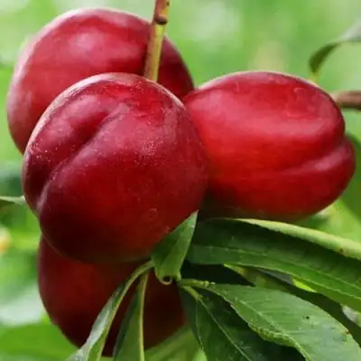 Нектарин КРЫМЧАНИН в Сморгони