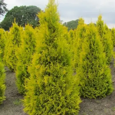 Туя САНКИСТ западная в Сморгони