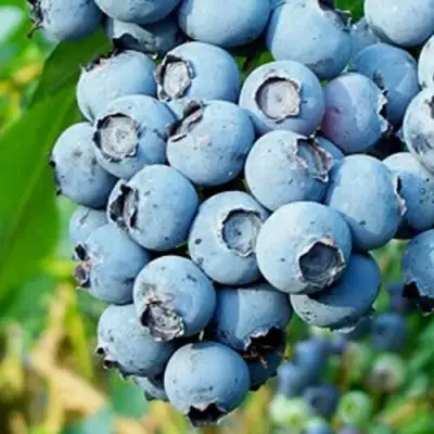 Голубика БРИГИТТА БЛЮ в Сморгони