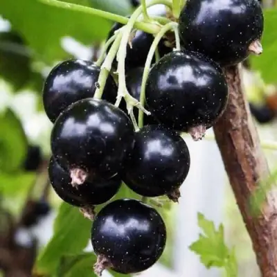 Смородина чёрная ДЕЛИКАТЕСНАЯ в Сморгони
