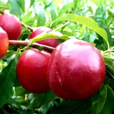 Нектарин ХАРКО в Сморгони