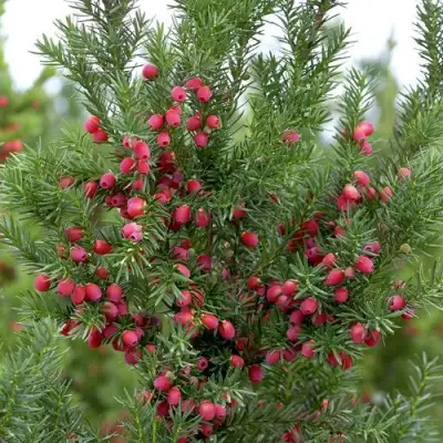 Тис ХИКСИ средний в Сморгони