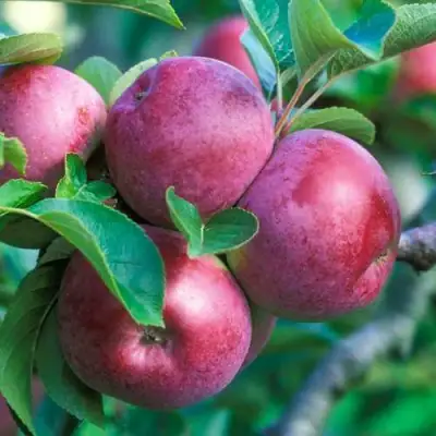 Яблоня СПАРТАН в Сморгони