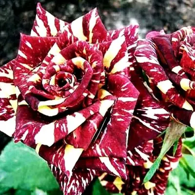 Роза ФОКУС ПОКУС флорибунда в Сморгони