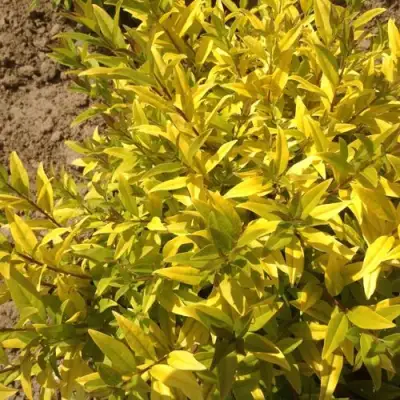 Бирючина АУРЕА обыкновенная в Сморгони