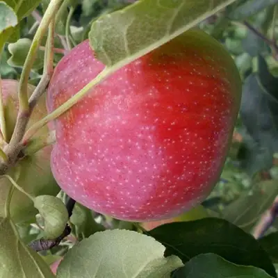 Яблоня АЛЬВА в Сморгони
