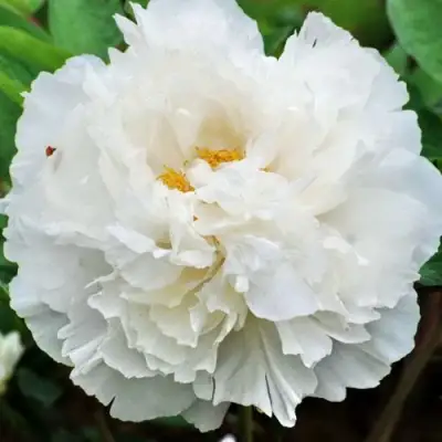 Пион БЕЛЫЙ СНЕГ древовидный в Сморгони