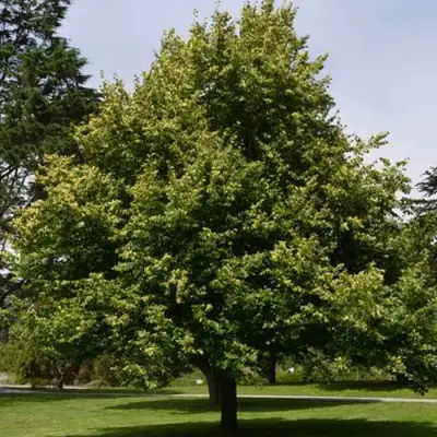 Липа сердцевидная в Сморгони