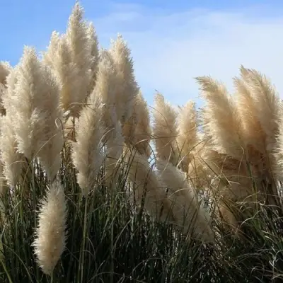 Кортадерия белая (пампасная трава) в Сморгони