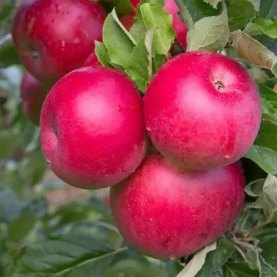 Яблоня РОЖДЕСТВЕНСКОЕ в Сморгони