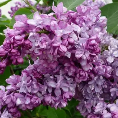 Сирень ГЕНЕРАЛ ПЕРШИНГ в Сморгони